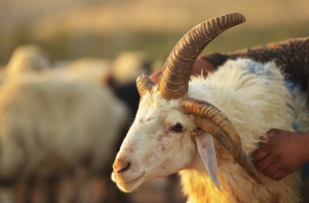 Foto - 5 boynuzlu koçu görenler gözlerine inanamadı