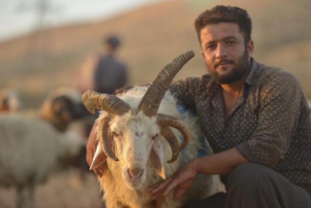 Foto - 5 boynuzlu koçu görenler gözlerine inanamadı