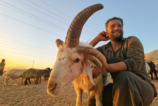 5 boynuzlu koçu görenler gözlerine inanamadı