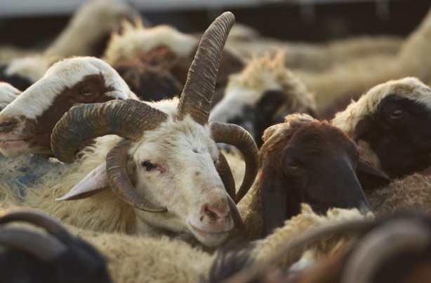 Foto - 5 boynuzlu koçu görenler gözlerine inanamadı