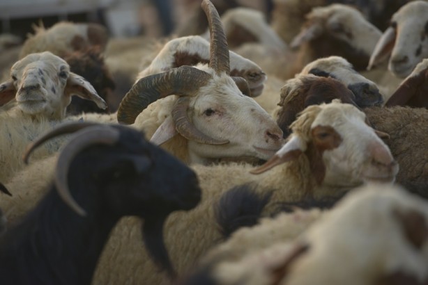 Foto - 5 boynuzlu koçu görenler gözlerine inanamadı