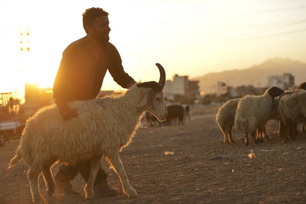 Foto - 5 boynuzlu koçu görenler gözlerine inanamadı