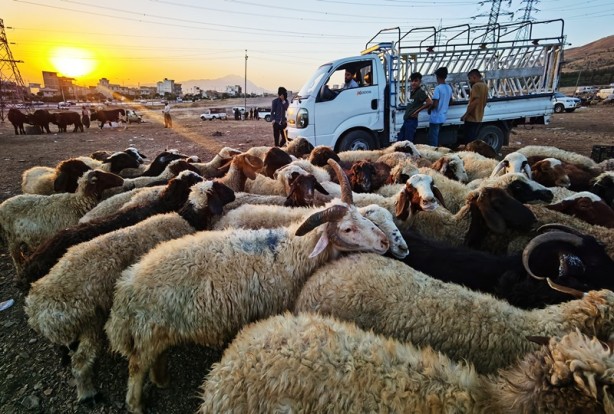 Foto - 5 boynuzlu koçu görenler gözlerine inanamadı