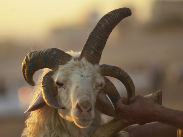 Foto - 5 boynuzlu koçu görenler gözlerine inanamadı