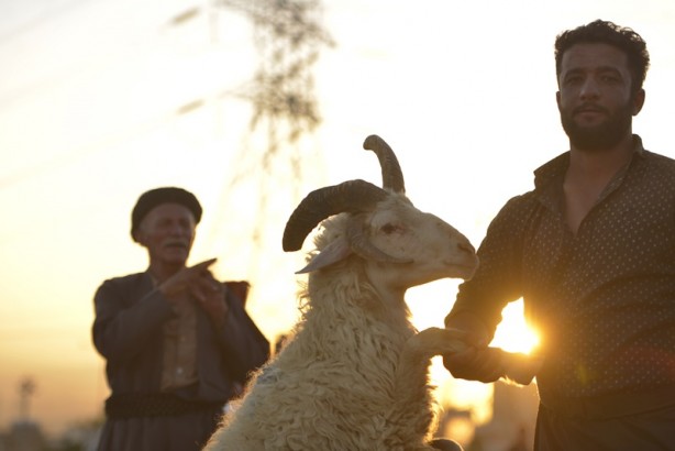 Foto - 5 boynuzlu koçu görenler gözlerine inanamadı