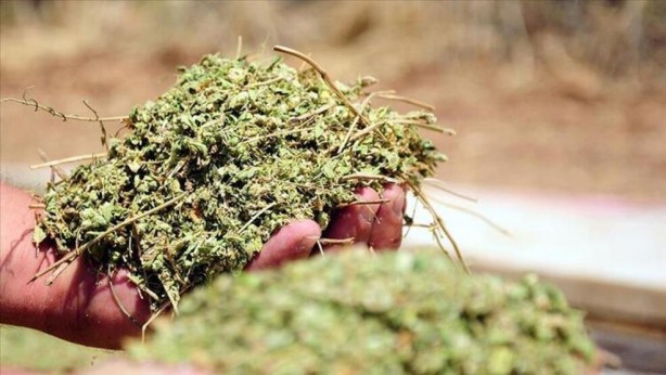 Foto - 5 çeşit zararı ortaya çıktı! Kimse bilmiyordu! Çorbanıza bile katarken iki kere düşüneceksiniz