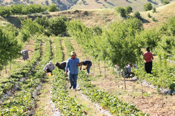 5 dönüm ile başlayıp 30 dönüme ulaştılar!