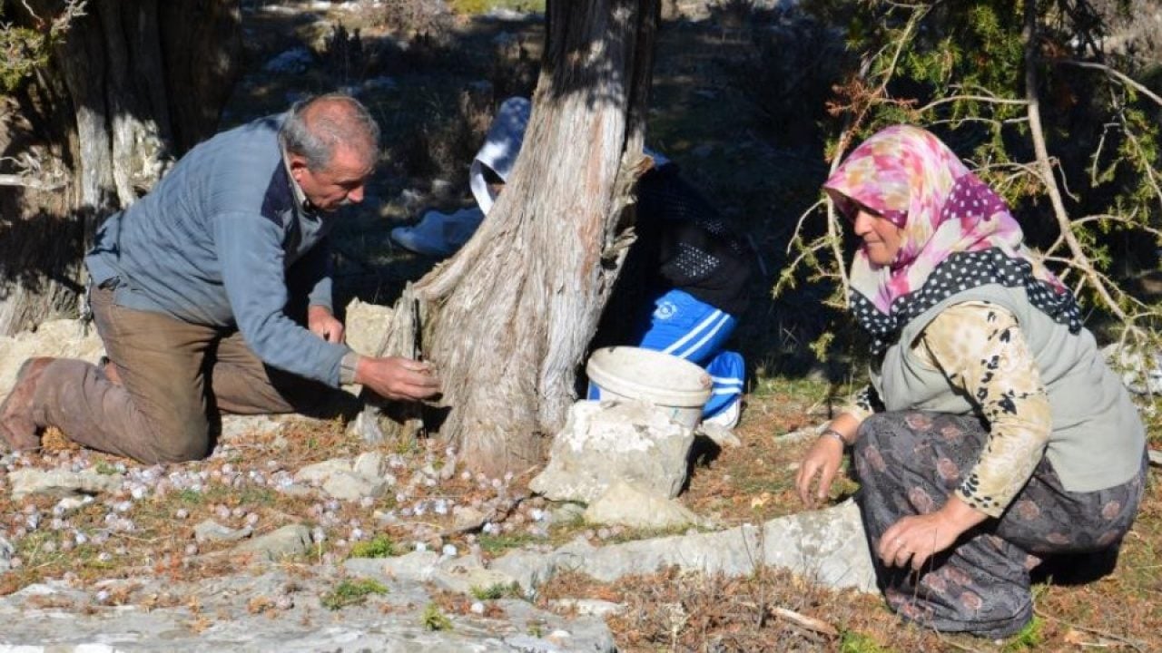 Foto - 5 kilo kozalaktan yalnızca 1 kilo çıkıyor! Bakın bu pekmezin kilosu kaç liradan satılıyor