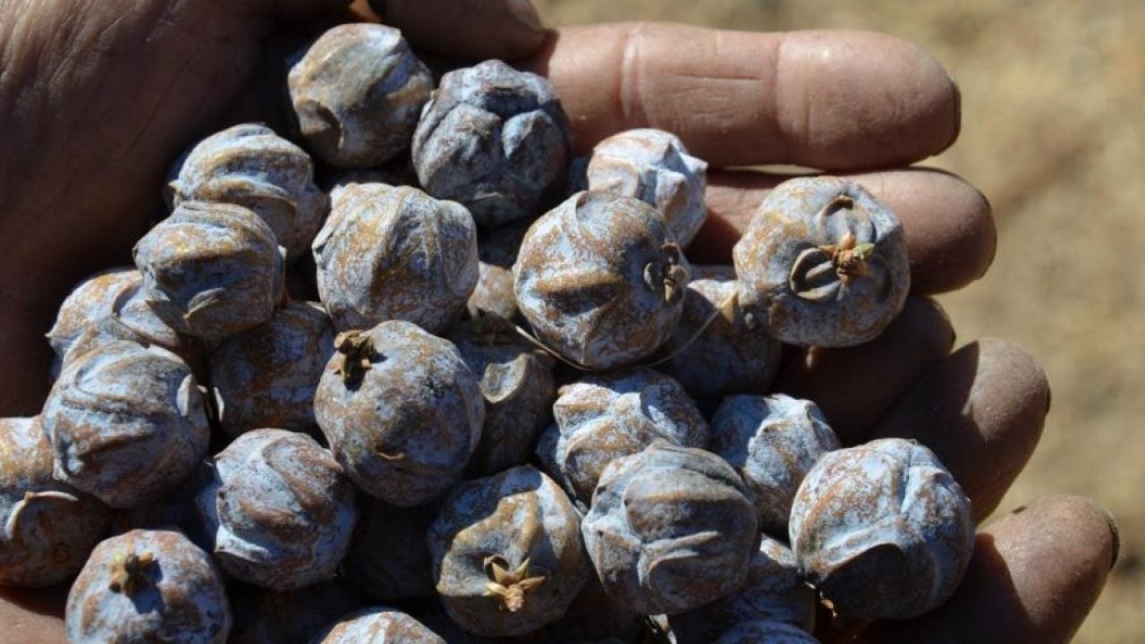 Foto - 5 kilo kozalaktan yalnızca 1 kilo çıkıyor! Bakın bu pekmezin kilosu kaç liradan satılıyor