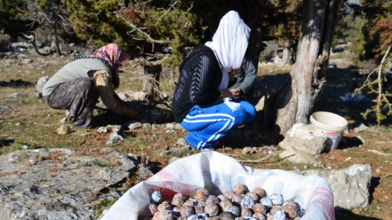 Foto - 5 kilo kozalaktan yalnızca 1 kilo çıkıyor! Bakın bu pekmezin kilosu kaç liradan satılıyor