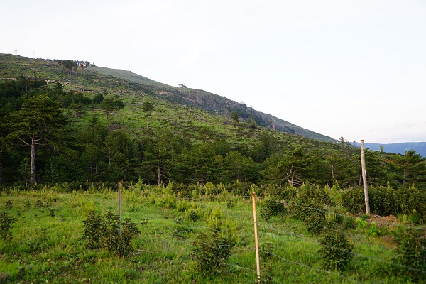 Foto - 5 yıl önce küle dönmüştü! İşte o ormanın son hali