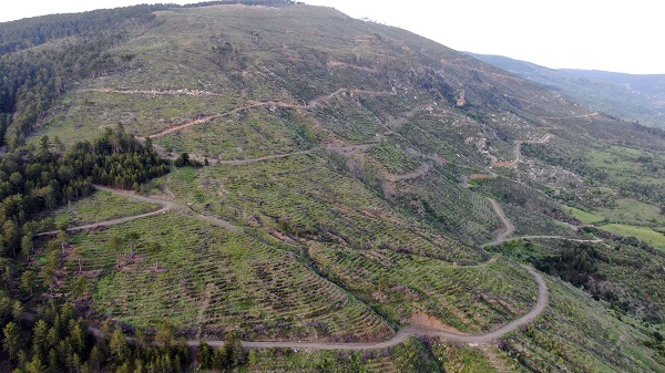 5 yıl önce küle dönmüştü! İşte o ormanın son hali