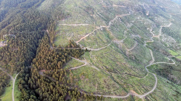 Foto - 5 yıl önce küle dönmüştü! İşte o ormanın son hali