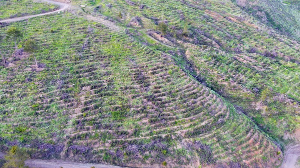 Foto - 5 yıl önce küle dönmüştü! İşte o ormanın son hali