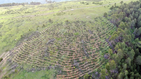 Foto - 5 yıl önce küle dönmüştü! İşte o ormanın son hali