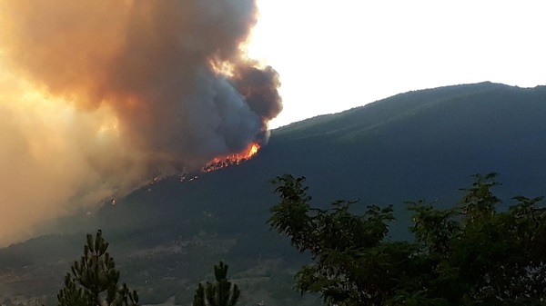 Foto - 5 yıl önce küle dönmüştü! İşte o ormanın son hali