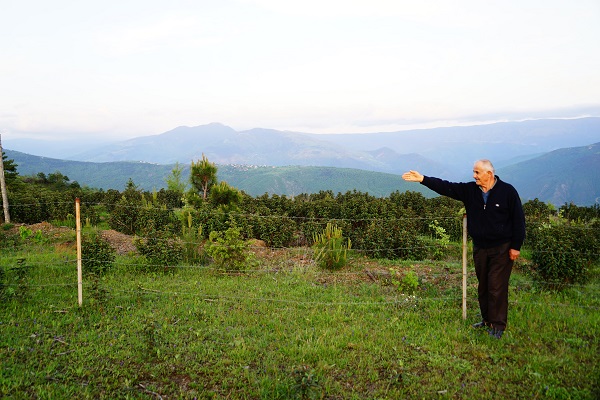 Foto - 5 yıl önce küle dönmüştü! İşte o ormanın son hali