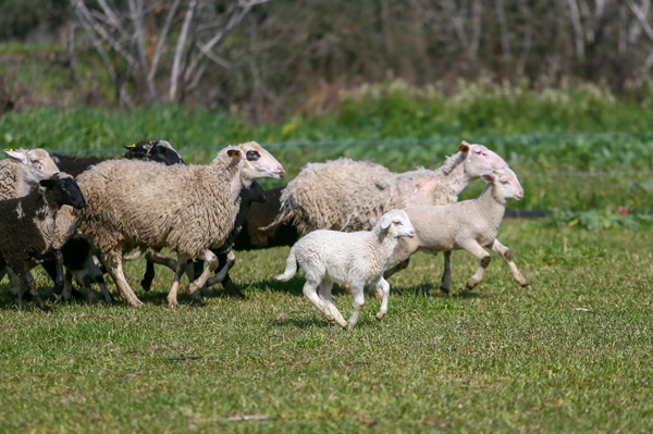 Foto - 5 yıldızlı otelleri bırakıp yerleştiği köyde doğal ürünler üretiyor