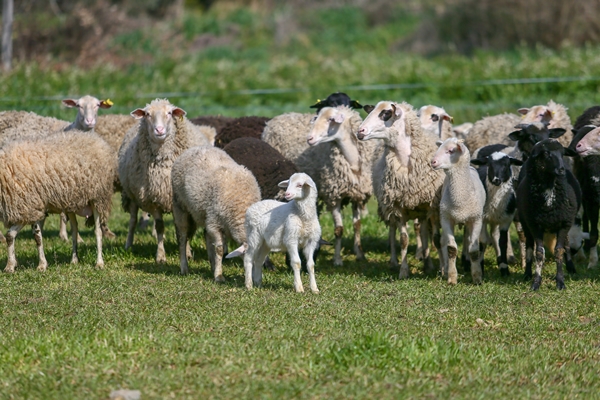 Foto - 5 yıldızlı otelleri bırakıp yerleştiği köyde doğal ürünler üretiyor