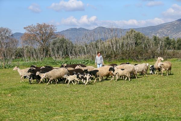 Foto - 5 yıldızlı otelleri bırakıp yerleştiği köyde doğal ürünler üretiyor