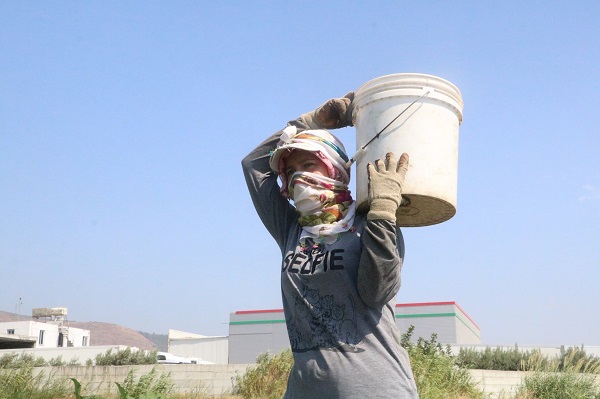 Foto - 50 derecede ekmek mesaisi