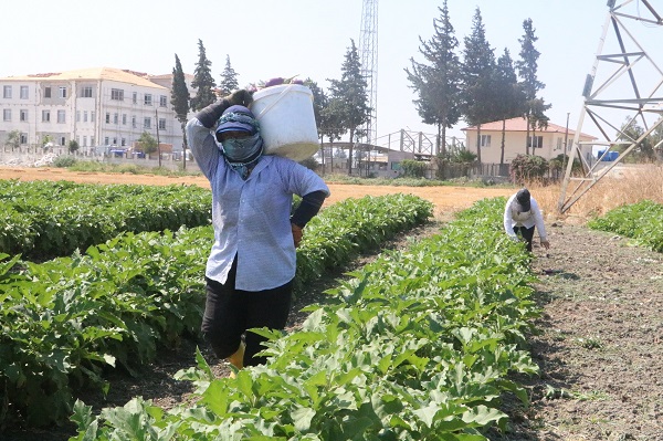 Foto - 50 derecede ekmek mesaisi
