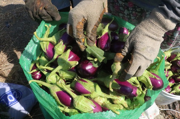 Foto - 50 derecede ekmek mesaisi
