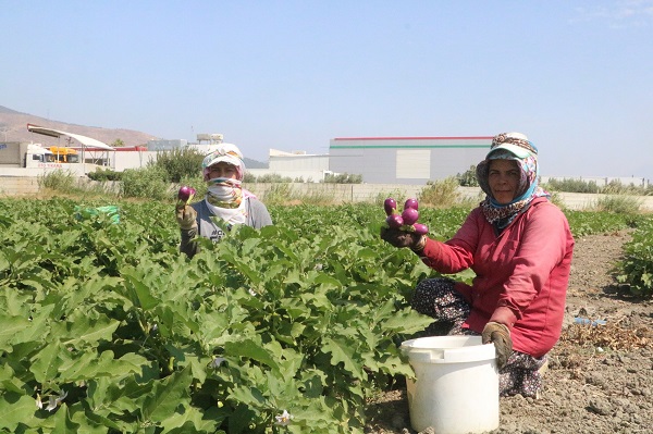 Foto - 50 derecede ekmek mesaisi