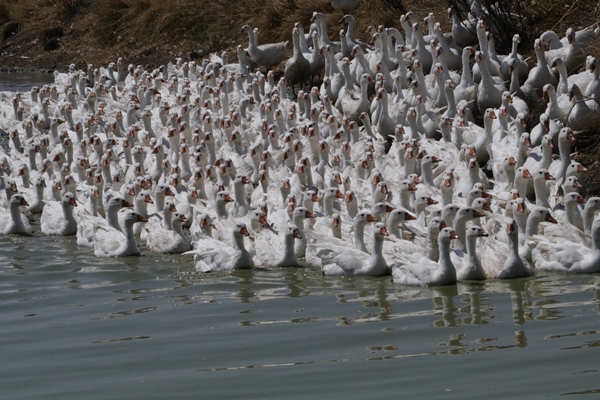 50 kazla hobi olarak başladı... Şimdi gelen siparişlere yetişemiyor
