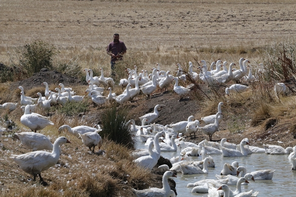 Foto - 50 kazla hobi olarak başladı... Şimdi gelen siparişlere yetişemiyor