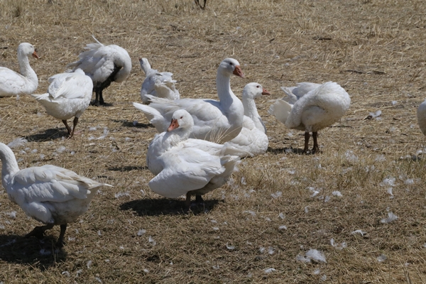 Foto - 50 kazla hobi olarak başladı... Şimdi gelen siparişlere yetişemiyor