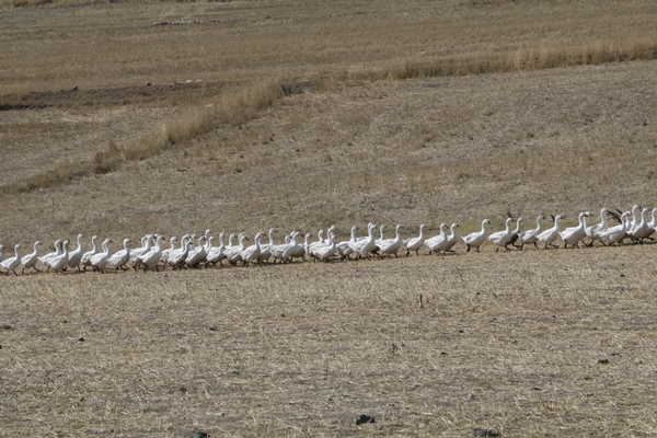 Foto - 50 kazla hobi olarak başladı... Şimdi gelen siparişlere yetişemiyor