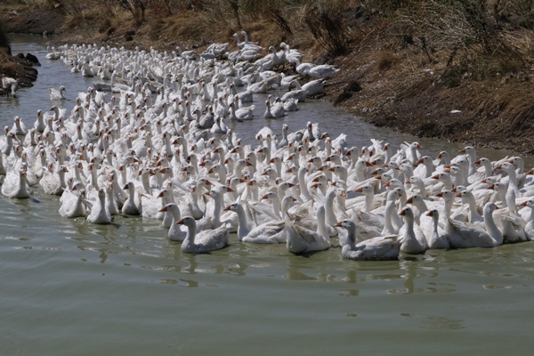 Foto - 50 kazla hobi olarak başladı... Şimdi gelen siparişlere yetişemiyor