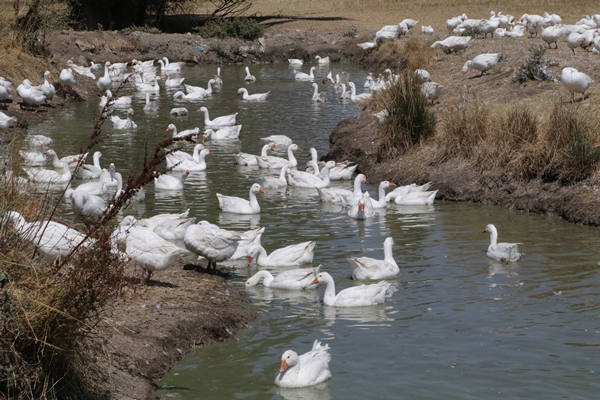 Foto - 50 kazla hobi olarak başladı... Şimdi gelen siparişlere yetişemiyor