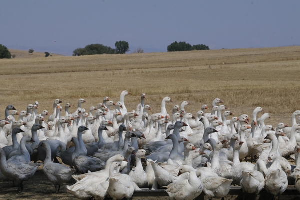 Foto - 50 kazla hobi olarak başladı... Şimdi gelen siparişlere yetişemiyor