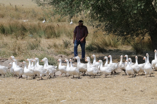 Foto - 50 kazla hobi olarak başladı... Şimdi gelen siparişlere yetişemiyor