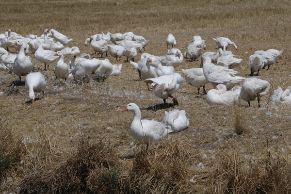 Foto - 50 kazla hobi olarak başladı... Şimdi gelen siparişlere yetişemiyor