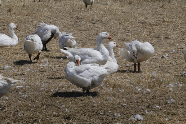 Foto - 50 kazla hobi olarak başladı... Şimdi gelen siparişlere yetişemiyor
