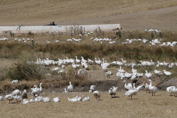 Foto - 50 kazla hobi olarak başladı... Şimdi gelen siparişlere yetişemiyor