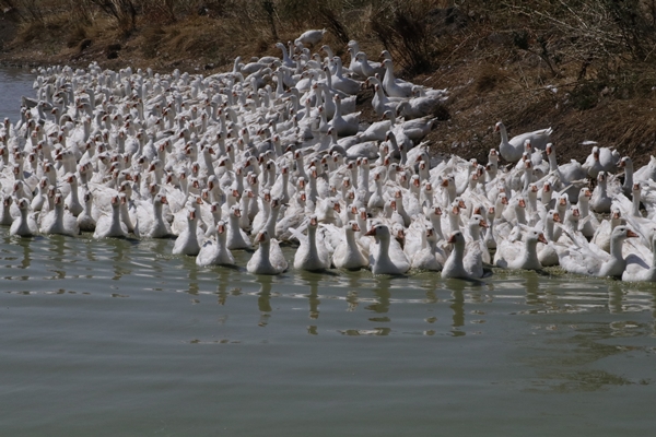 Foto - 50 kazla hobi olarak başladı... Şimdi gelen siparişlere yetişemiyor