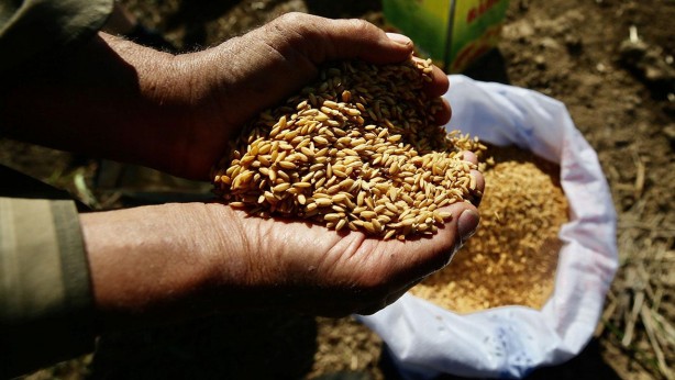 Foto - Öyle bir tohum ürettiler ki... Onlarca yıl sebze ve meyve verecek! Türkiye'ye tarihi müjde