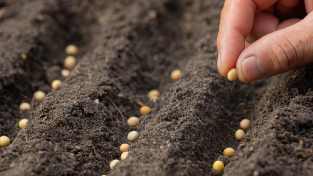 Foto - Öyle bir tohum ürettiler ki... Onlarca yıl sebze ve meyve verecek! Türkiye'ye tarihi müjde