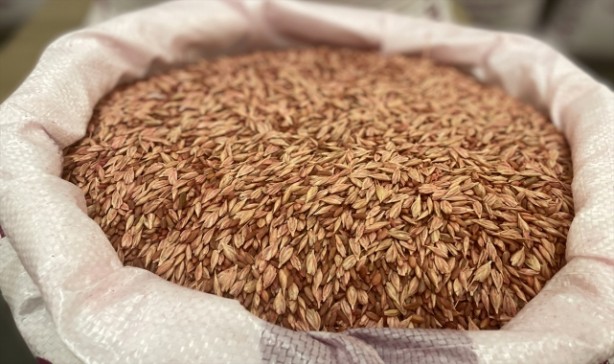 Foto - Öyle bir tohum ürettiler ki... Onlarca yıl sebze ve meyve verecek! Türkiye'ye tarihi müjde