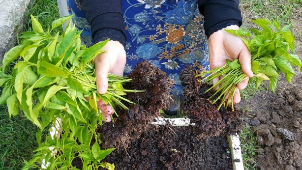Foto - Öyle bir tohum ürettiler ki... Onlarca yıl sebze ve meyve verecek! Türkiye'ye tarihi müjde