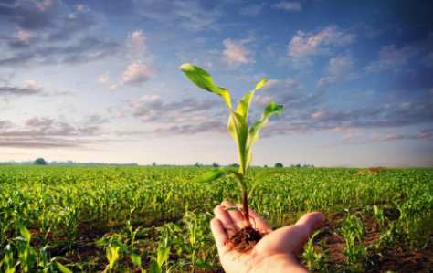 Foto - Öyle bir tohum ürettiler ki... Onlarca yıl sebze ve meyve verecek! Türkiye'ye tarihi müjde