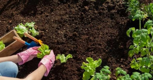 Foto - Öyle bir tohum ürettiler ki... Onlarca yıl sebze ve meyve verecek! Türkiye'ye tarihi müjde