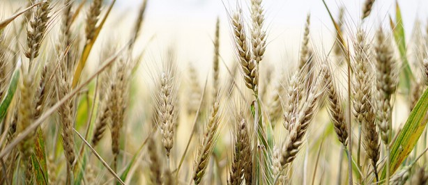 Foto - Öyle bir tohum ürettiler ki... Onlarca yıl sebze ve meyve verecek! Türkiye'ye tarihi müjde