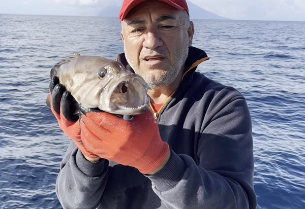 Foto - 50 yıl sonra ilk kez Kuzey Ege’de ortaya çıktı