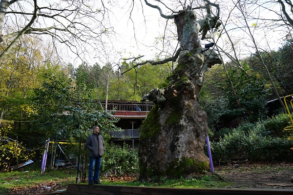 Foto - 500 yıllık çınarın şaşırtan hikayesi