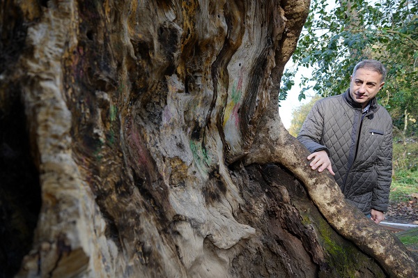 Foto - 500 yıllık çınarın şaşırtan hikayesi